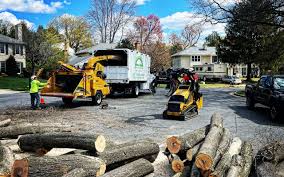 Reliable Lindale, GA Tree Services Solutions