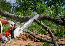 Best Tree Cabling and Bracing  in Lindale, GA