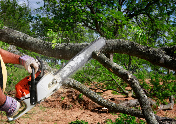 Best Tree Maintenance Programs  in Lindale, GA